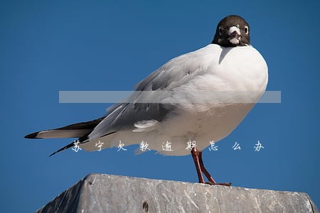 苏宁欠款逾期怎么办 苏宁欠款逾期怎么办