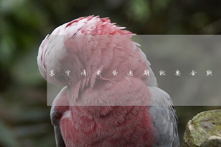 苏宁消费贷逾期就要全额结清吗 苏宁消费贷逾期就要全额结清吗