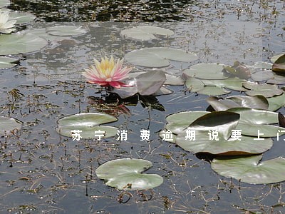 苏宁消费逾期说要上门家访 苏宁消费逾期说要上门家访