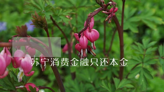 苏宁消费金融只还本金 苏宁消费金融只还本金