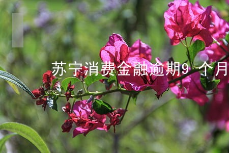 苏宁消费金融逾期9个月 苏宁消费金融逾期9个月
