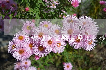 苏宁消费金融逾期上门催收 苏宁消费金融逾期上门催收
