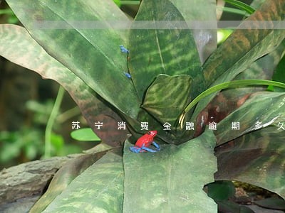 苏宁消费金融逾期多久上报征信