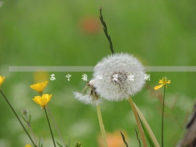 苏宁省心贷逾期 苏宁省心贷逾期