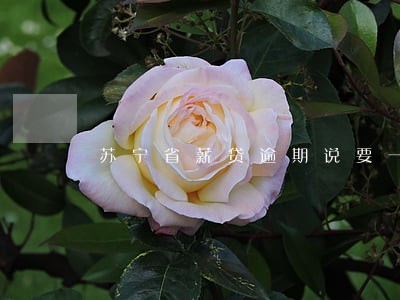 苏宁省薪贷逾期说要一次性还款 苏宁省薪贷逾期说要一次性还款