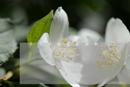 苏宁网络贷款逾期 苏宁网络贷款逾期