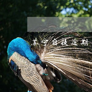 苏宁自提逾期 苏宁自提逾期