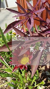 苏宁苏宁易购任性贷逾期查询 苏宁苏宁易购任性贷逾期查询