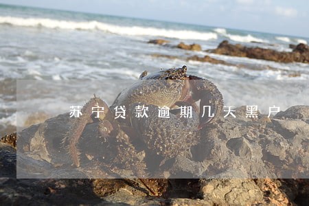 苏宁贷款逾期几天黑户 苏宁贷款逾期几天黑户