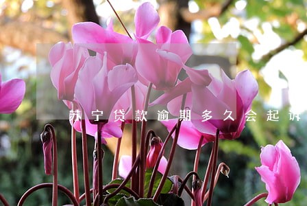 苏宁贷款逾期多久会起诉 苏宁贷款逾期多久会起诉