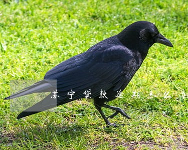 苏宁贷款逾期怎么办 苏宁贷款逾期怎么办