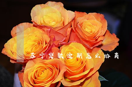 苏宁贷款逾期怎么协商 苏宁贷款逾期怎么协商
