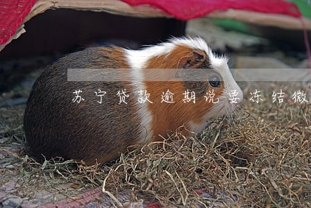 苏宁贷款逾期说要冻结微信 苏宁贷款逾期说要冻结微信