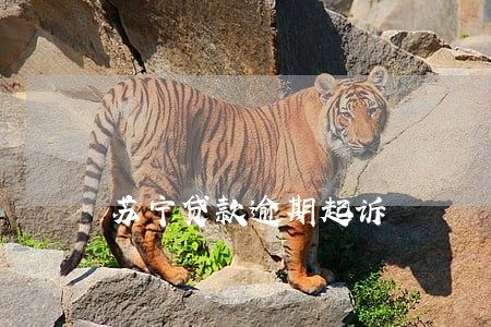 苏宁贷款逾期起诉 苏宁贷款逾期起诉