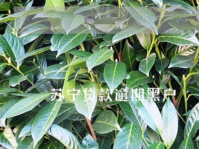 苏宁贷款逾期黑户 苏宁贷款逾期黑户