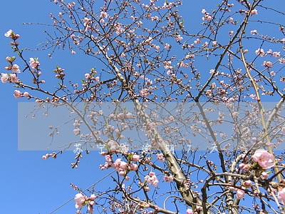 苏宁贷逾期7天 苏宁贷逾期7天
