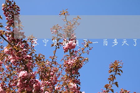 苏宁贷逾期了一百多天了 苏宁贷逾期了一百多天了