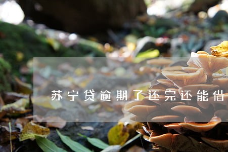 苏宁贷逾期了还完还能借出来吗 苏宁贷逾期了还完还能借出来吗