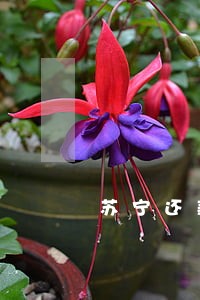 苏宁还款日16号逾期吗 苏宁还款日16号逾期吗