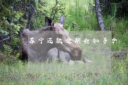 苏宁还款逾期会扣多少 苏宁还款逾期会扣多少