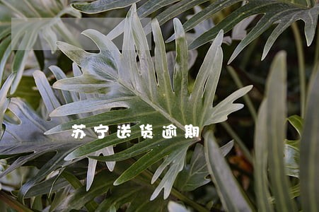 苏宁送货逾期 苏宁送货逾期