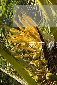 苏宁逾期1天打电话 苏宁逾期1天打电话