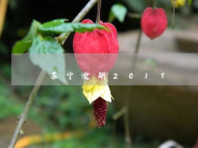 苏宁逾期2019