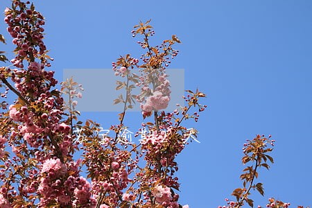 苏宁逾期2天 苏宁逾期2天