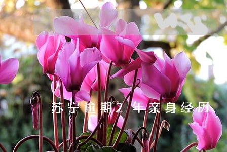 苏宁逾期2年亲身经历 苏宁逾期2年亲身经历