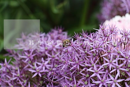 苏宁逾期5天真的会寄当地政府吗 苏宁逾期5天真的会寄当地政府吗