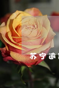 苏宁逾期一万多 苏宁逾期一万多