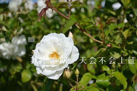 苏宁逾期一天会不会上征信 苏宁逾期一天会不会上征信