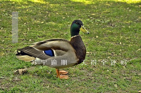苏宁逾期一天得全还吗 苏宁逾期一天得全还吗