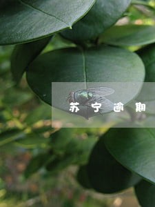 苏宁逾期一年多 苏宁逾期一年多