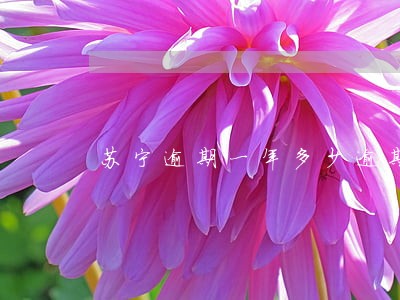 苏宁逾期一年多少逾期费