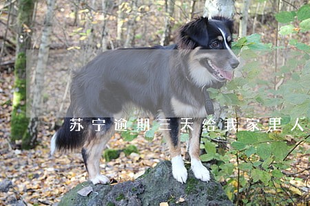 苏宁逾期三天给我家里人打电话 苏宁逾期三天给我家里人打电话