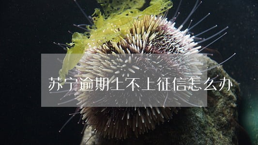 苏宁逾期上不上征信怎么办 苏宁逾期上不上征信怎么办