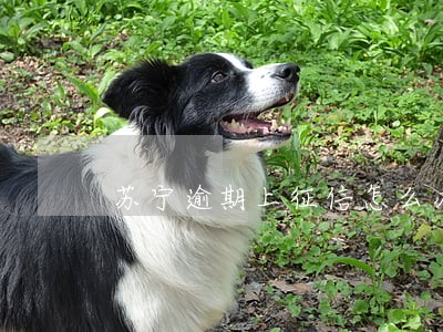 苏宁逾期上征信怎么办 苏宁逾期上征信怎么办