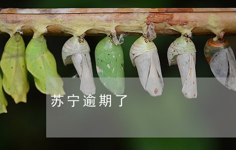 苏宁逾期了 苏宁逾期了