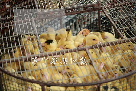 苏宁逾期仲裁 苏宁逾期仲裁