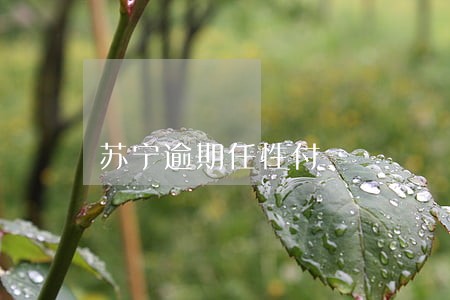 苏宁逾期任性付 苏宁逾期任性付