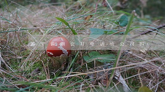 苏宁逾期会打电话给公司吗 苏宁逾期会打电话给公司吗