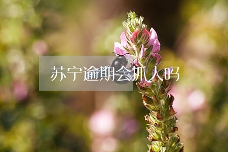 苏宁逾期会抓人吗 苏宁逾期会抓人吗