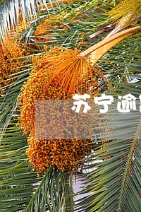 苏宁逾期会被打恐吓电话吗 苏宁逾期会被打恐吓电话吗