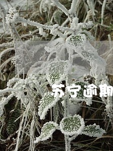 苏宁逾期俩小时上不上征信 苏宁逾期俩小时上不上征信