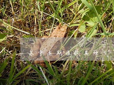 苏宁逾期催收真烦 苏宁逾期催收真烦
