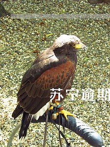 苏宁逾期几千块说要上门