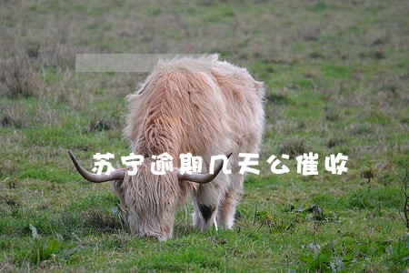 苏宁逾期几天公催收 苏宁逾期几天公催收