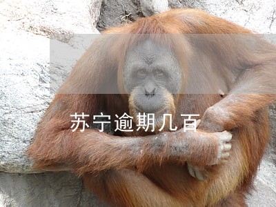 苏宁逾期几百