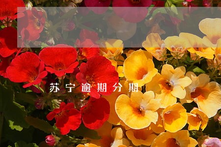苏宁逾期分期 苏宁逾期分期